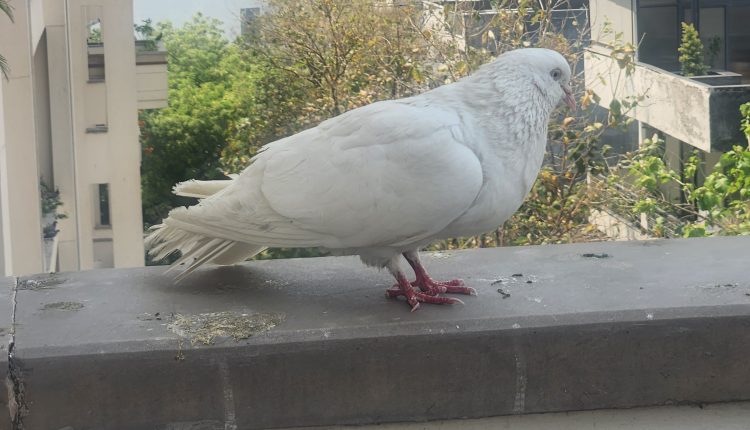white-dove-1